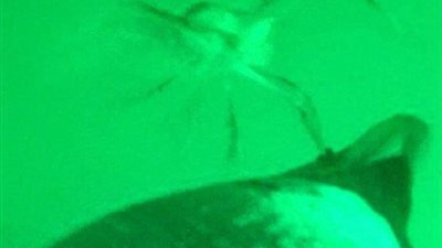 استاكوزا تهاجم بطريقا بمخالبها (فيديو وصور)