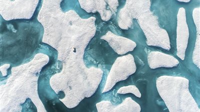 دب مختبئ وسط الجليد يثير ضجة عبر مواقع التواصل (صور)