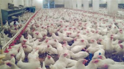 برلمانية تطالب بتسهيل الإجراءات في المشروعات الصغيرة والمتوسطة