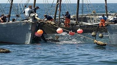 صيادو السويس يهربون الأسماك للخارج لتحقيق أرباح خيالية