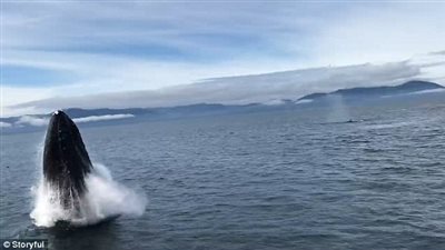 حوت يغرق قارب سياح في ألاسكا (فيديو وصور)