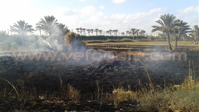 بالصور.. فلاحو الدقهلية يحرقون قش الأرز خلال إجازة العيد