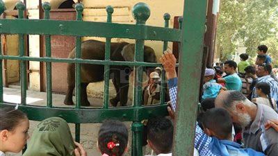 «بيت الفيل» مقصد عشرات الأطفال في حديقة الحيوان (فيديو وصور)