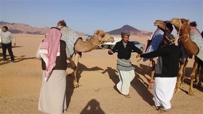 وصول الدفعة الأولى من الهجن الإماراتية المشاركة فى مهرجان شرم الشيخ | صور