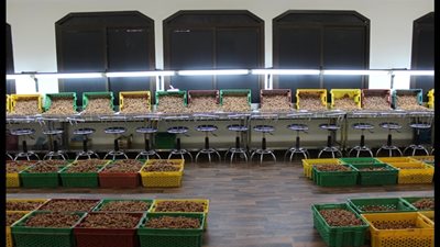 الحكومة توافق على استلام محافظة مطروح خطوط إنتاج مصنع التمور