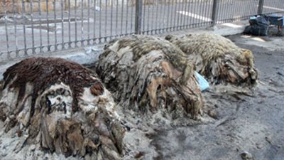 أحمد فرج: جلود «الأضاحى» تمثل 30% من إنتاج العام