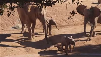 لقطات طريفة تجمع فيلة مع ابنها وصديقه | فيديو