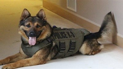 «الدنيا حظوظ».. رواتب حيوانات الحكومة.. 9 آلاف جنيه للكلب البوليسي شهريا.. و10 آلاف لكلاب التجار البحثية.. «الشمبانزي» على رأس القائمة.. و«حمار ساعي البريد» الأشهر