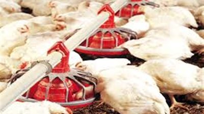 شعبة القاهرة: 12.5 جنيهًا سعر كيلو الدواجن بالمزارع