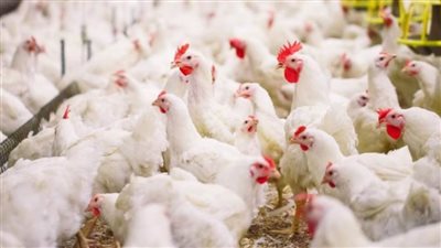 الغرفة التجارية تكشف أسباب ارتفاع أسعار الدواجن وكرتونة البيض