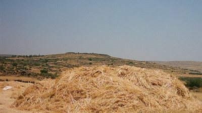 البيئة: عزوف المستثمرين عن المشاركة في منظومة تدوير قش الأرز