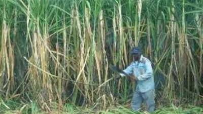 تشكيل اتحاد لمزارعى قصب السكر فى الأقصر