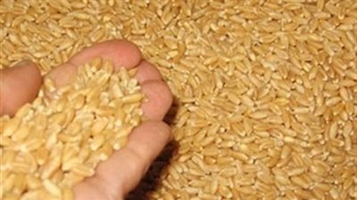 تأجيل إشكال يطالب باستمرار تنفيذ حكم منع استيراد قمح الإرجوت لـ13 أكتوبر