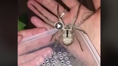 أشخاص يعاملون العناكب كحيواناتهم الأليفة (فيديو)
