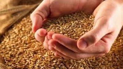 171 ألف طن قمح في صومعة الحبوب والغلال بدمياط