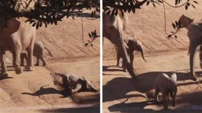 قلب الأم.. لعب صغار يفجر خلاف بين أمهات الفيلة| فيديو