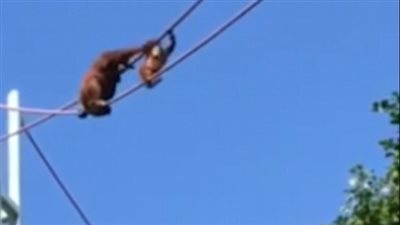 أنثى قرد تتسلق أسلاك كهرباء مرتفعة وعلى ظهرها صغيرها (فيديو وصور)