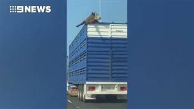 شاهد.. محاولة هروب بقرة من شاحنة