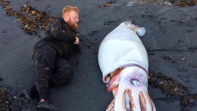 العثور على حبار ضخم بشاطئ نيوزيلندي (فديو وصور)