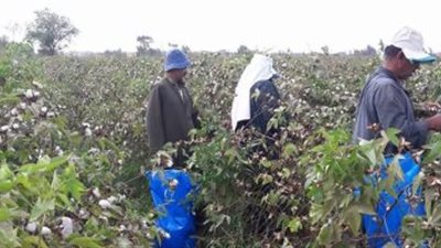 خطة «قطن مصر» لزيادة معدلات إنتاج الأقطان