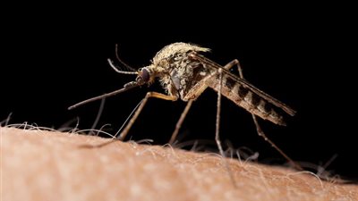 رعب في أوروبا من انتشار فيروس حمى الوادي الأفريقي