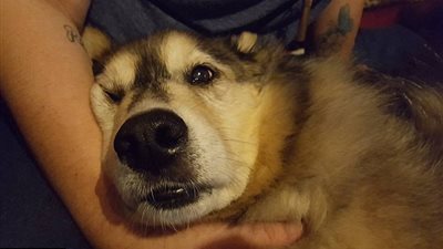 بالفيديو والصور.. مفاجأة غير متوقعة لكلب قبل نفوقه