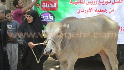اليوم.. اورمان قنا يذبح 5 عجول لتوزيعها على الفقراء