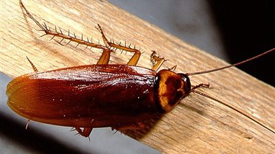 أغرب عشر عجائب في الكون.. 