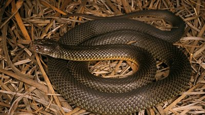 بالفيديو والصور.. امرأة تعثر على ثعبان قاتل في حذائها