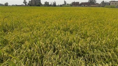 زراعة كفر الشيخ: حصاد 194 ألف فدان أرز وتحرير 950 محضر حرق للقش