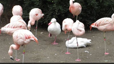 صور ترصد حيوانات في أوضاع غريبة