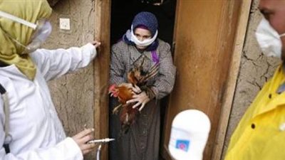 بيطري الشرقية: عينات مزارع الطيور بالمحافظة سلبية