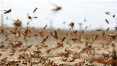 حقيقة انتشار أسراب الجراد على الحدود المصرية