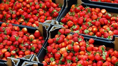 الأردن: الفراولة المصرية غير ملوثة