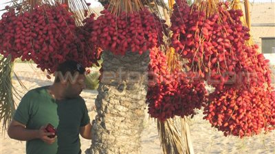 بالصور.. عائلة «الشوربجي» بالعريش تبدأ في صناعة «العجوة العرايشي»