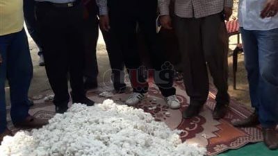بدء جني محصول القطن بمدنية القنطرة غرب في الإسماعيلية (صور)