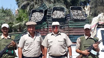 بالصور.. أمن كفر الشيخ يضبط سيارة محملة بـ2250 كيلو زريعة أسماك