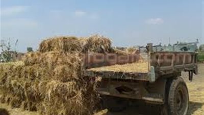 «البيئة»: تجميع 61 ألف طن قش أرز حتى الآن