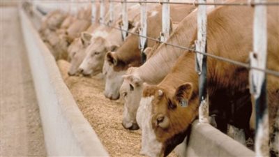 تفاصيل الحصول على رؤوس ماشية للتسمين من الخدمة الوطنية بتمويل من البنك الزراعي