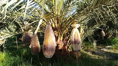 الزراعة تجري 24 دورة تدريبية للمزارعين والمهندسين حول مكافحة سوسة النخيل