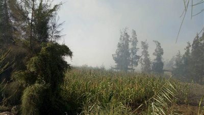 استمرار مزارعي كفر الشيخ في حرق قش الأرز (صور)