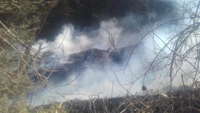 السيطرة على حريق التهم 15 فدان مانجو بأسيوط