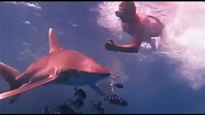 وزارة البيئة تكشف حقيقة ظهور «قرش» بشرم الشيخ