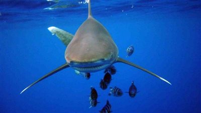 10 معلومات لا تعرفها عن قرش شرم الشيخ