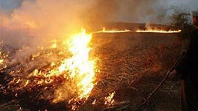 السيطرة على حرائق قش الأرز بـ 60 فدانا في الدقهلية