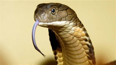 لحظة إخراج ثعبان ضخم من سيارة | فيديو