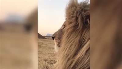 مصور يرصد عطسة أسد عن قرب (فيديو وصور)