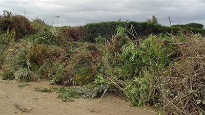 دراسة تكشف استخلاص السكريات من مخلفات زراعية