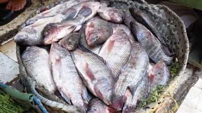 بمناسبة شم النسيم.. قائمة المحافظات الأكثر إنتاجاً للأسماك