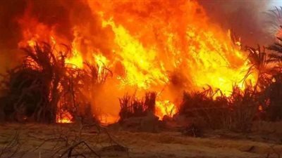 نشرة الحوادث: مصرع ٤ في حريق بدار السلام.. حقيقة اعتقال مشيعي جنازات منفذي مذبحة كرداسة.. خطوات استخراج بطاقة الرقم القومي